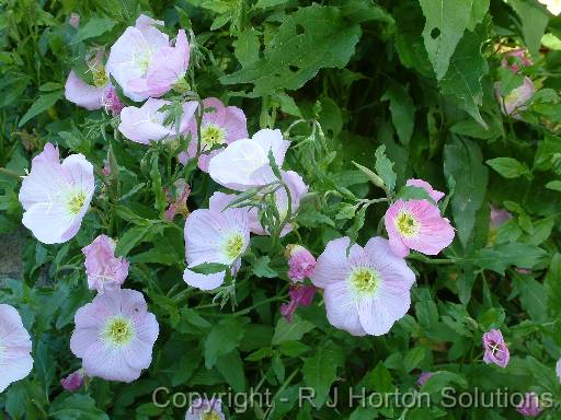 Oenothera rosea 